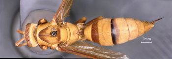 Media type: image;   Entomology 33162 Aspect: habitus dorsal view